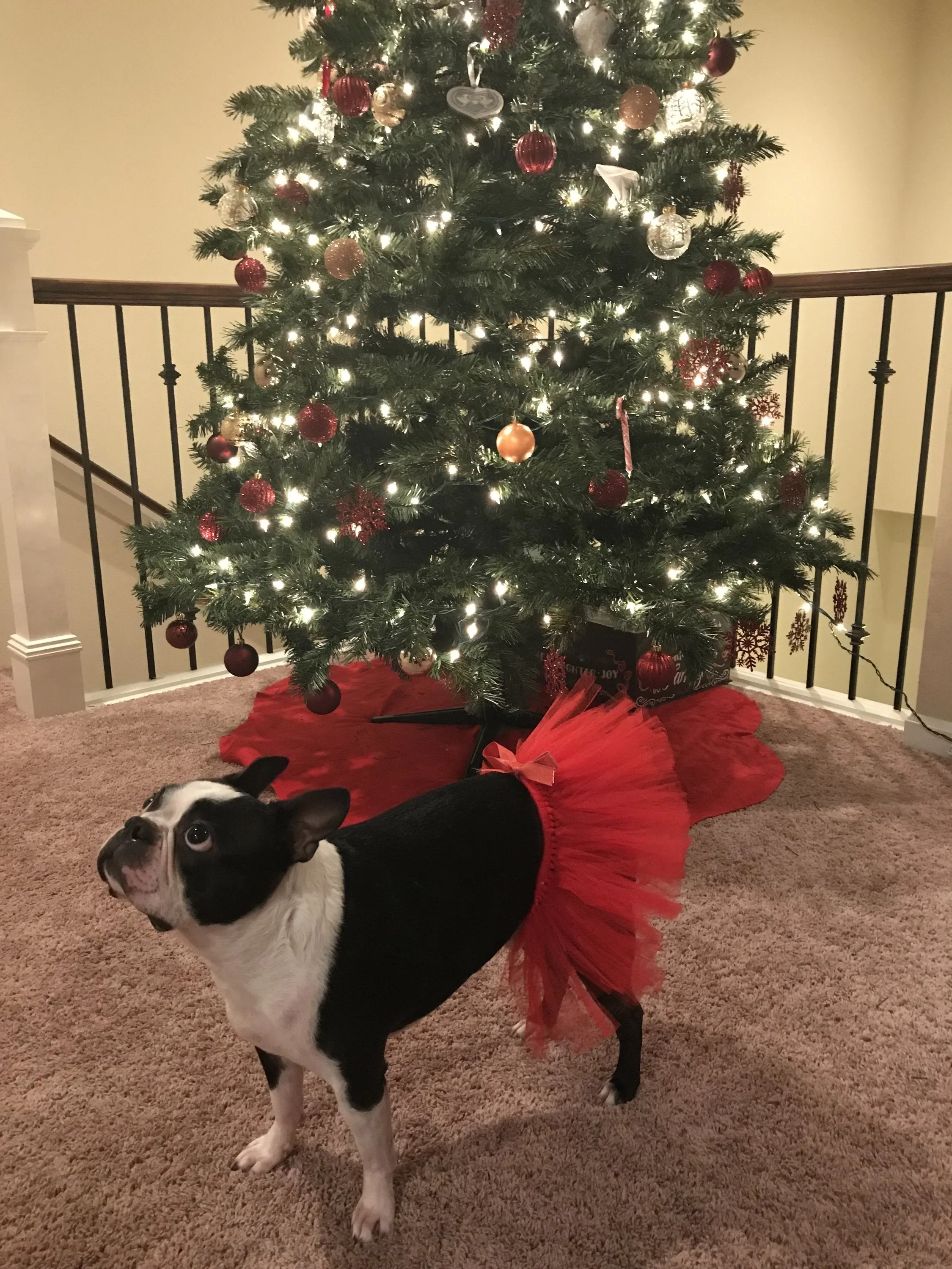 Red Christmas Dog Tutu Skirt