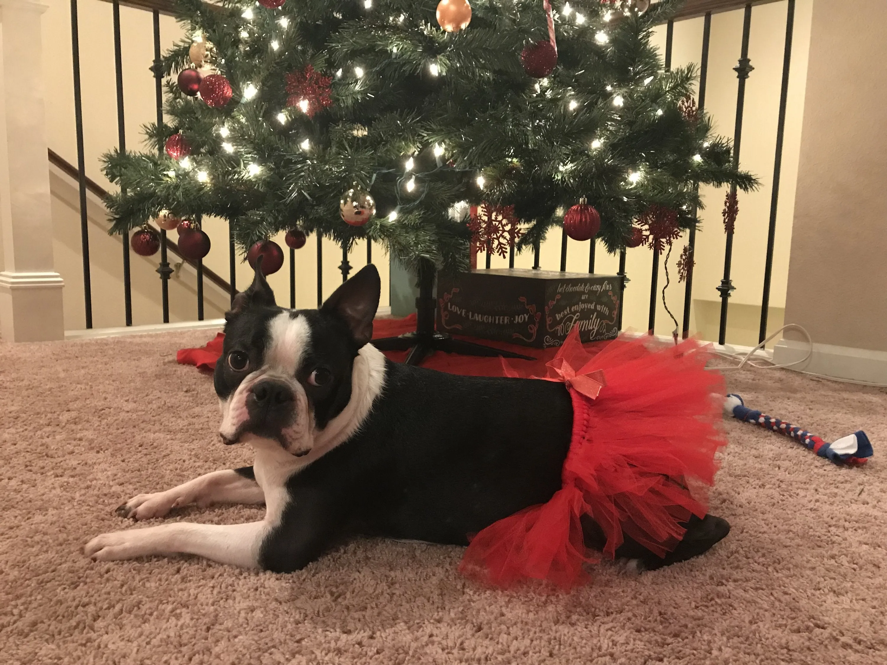 Red Christmas Dog Tutu Skirt