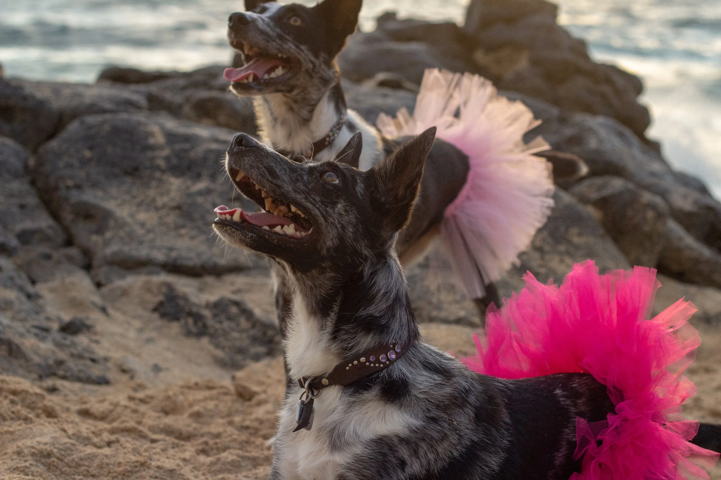Red Christmas Dog Tutu Skirt
